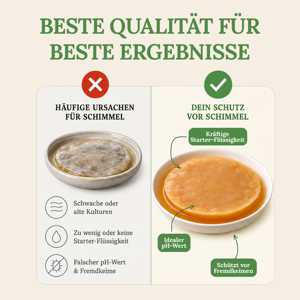 Kombucha Medium Starter Set mit Kombucha Teepilz (SCOBY) + Zubehör