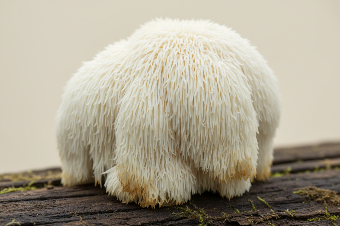 Igelstachelbart kaufen: Ihr ultimativer Leitfaden