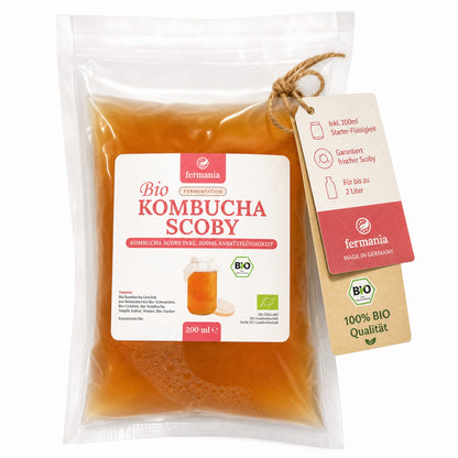 Kombucha Medium Starter Set mit Kombucha Teepilz (SCOBY) + Zubehör