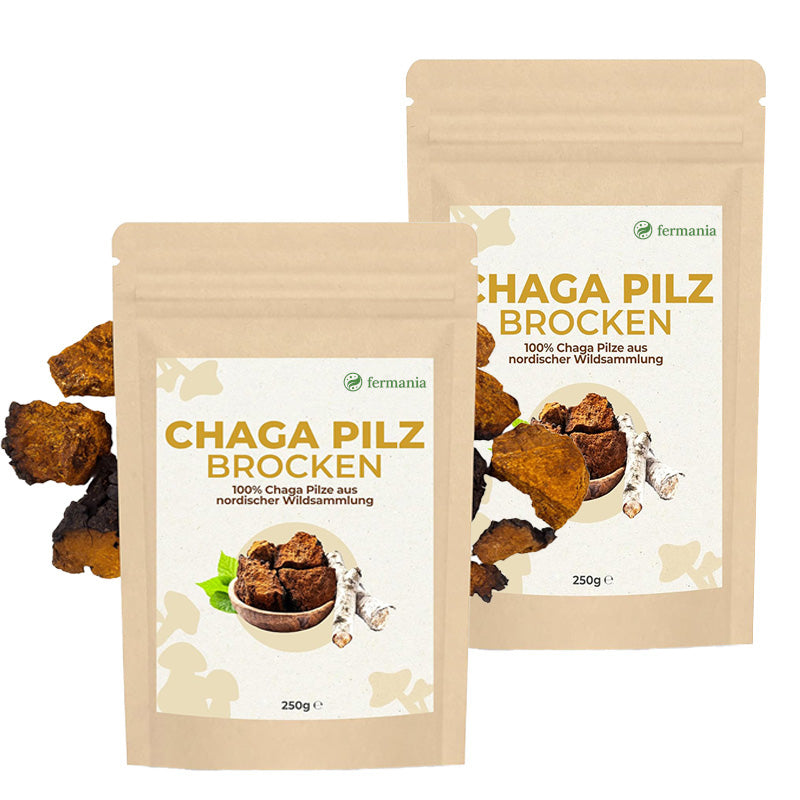 Chaga Pilz - Vitalpilz-Wildsammlung aus dem Norden