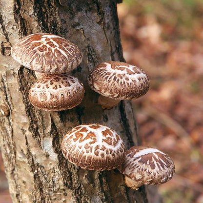 Bio Shiitake Pulver 250g – Premiumqualität für dein Wohlbefinden und deinen Genuss