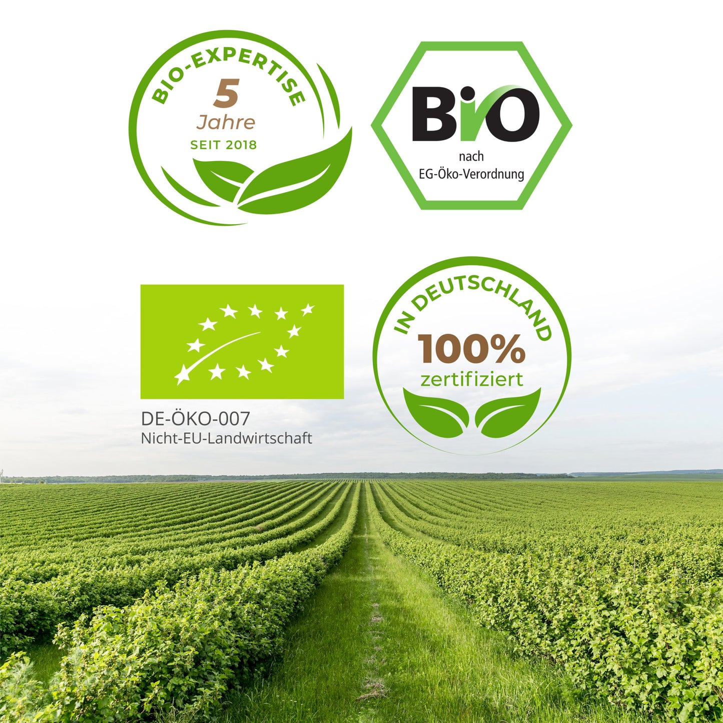 Bio Gerstengras Tabletten