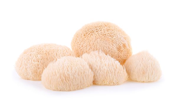 Hericium Pulver 250g | Bio | Rohkost | Hochwertiger Vitalpilz Igelstachelbart