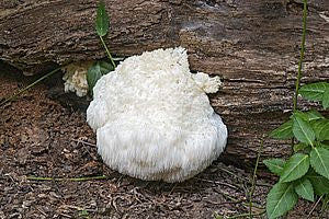 Hericium Pulver 250g | Bio | Rohkost | Hochwertiger Vitalpilz Igelstachelbart