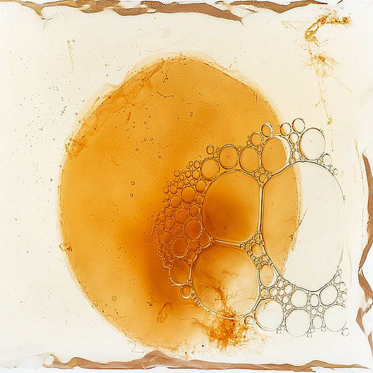 Kombucha Starter Set mit Kombucha Teepilz (SCOBY) + Zubehör – von Fermania