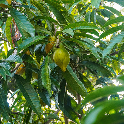 Bio Lucuma Pulver - 200g - die gesunde Alternative zu Zucker