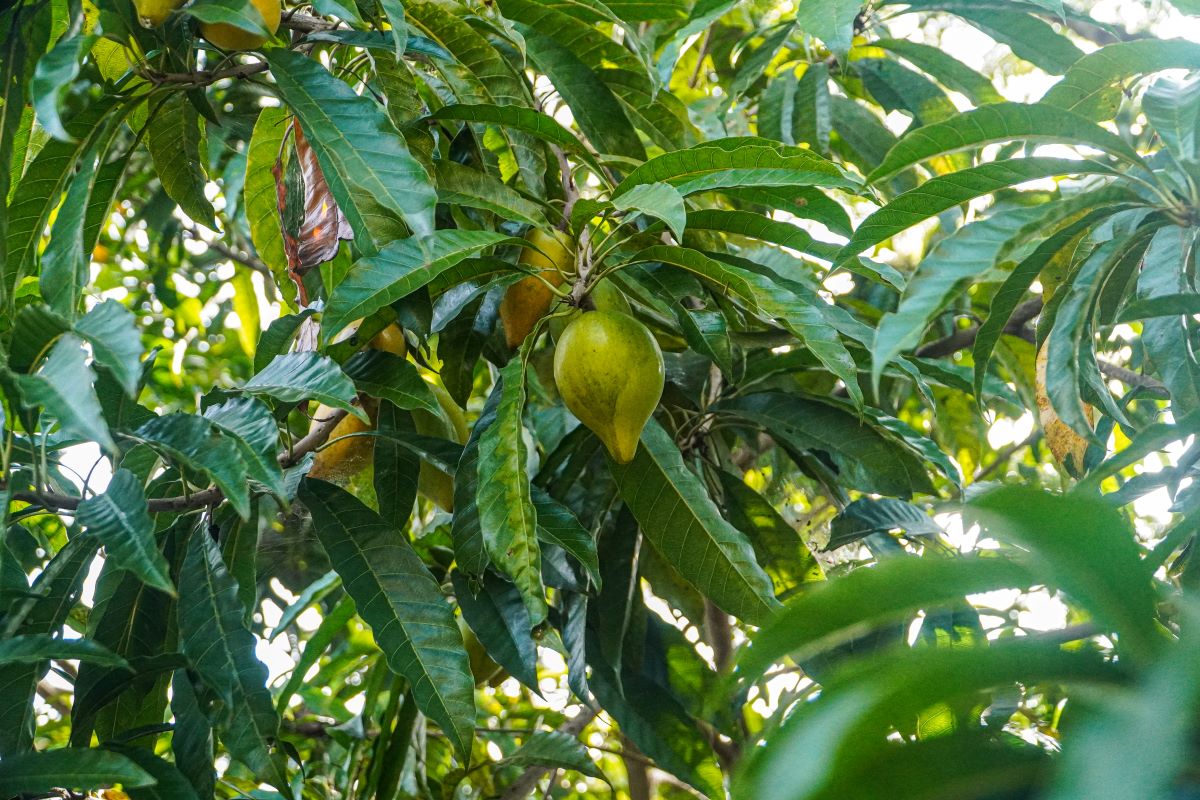 Bio Lucuma Pulver - 200g - die gesunde Alternative zu Zucker