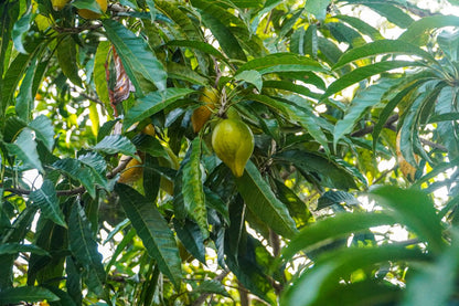 Bio Lucuma Pulver - 200g - die gesunde Alternative zu Zucker