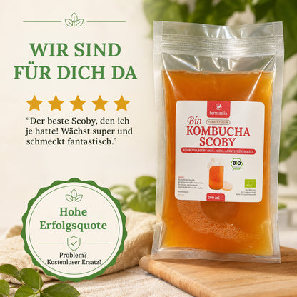 Kombucha Medium Starter Set mit Kombucha Teepilz (SCOBY) + Zubehör