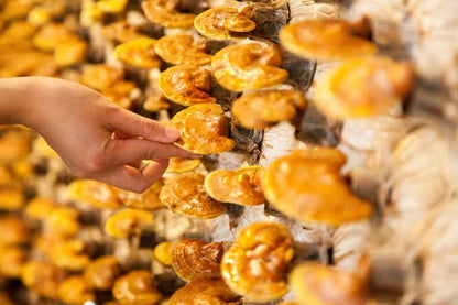 Reishi Pulver 250g | Bio | Vitalpilz für Reishi Tee