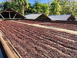 Rohe Kakaobohnen kaufen: Dein Bio Rohkost Genuss (500 g)