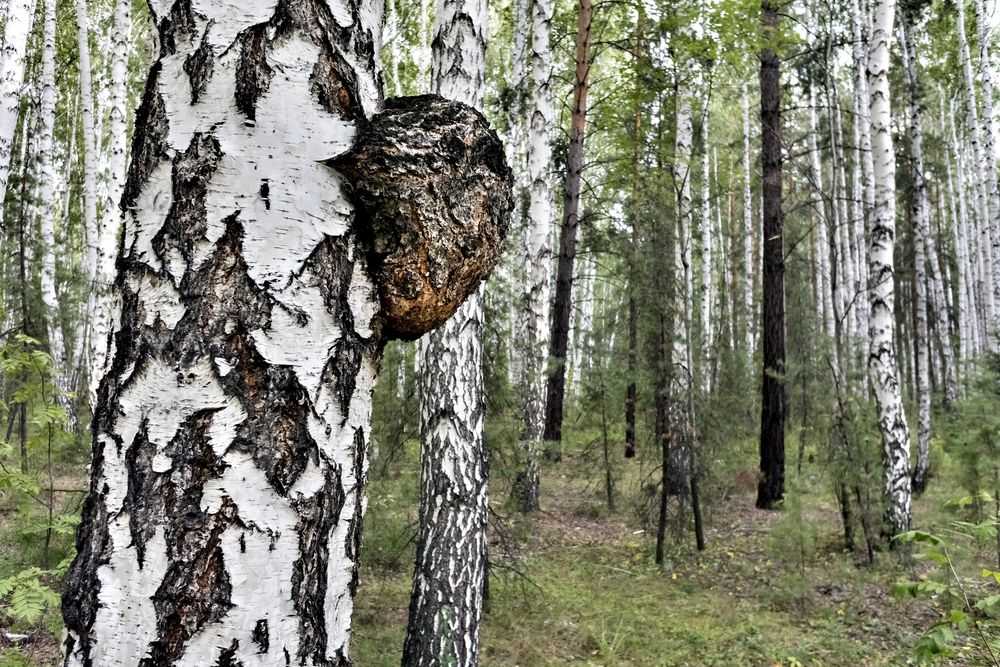 Chaga Pilz Pulver | Vitalpilz Sparvorrat