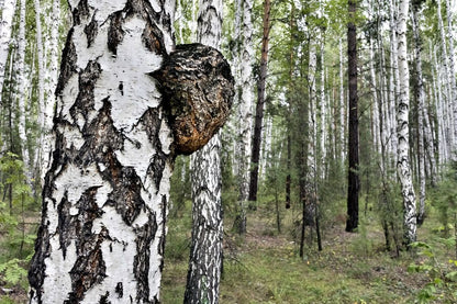 Chaga Pilz Pulver | Vitalpilz Sparvorrat