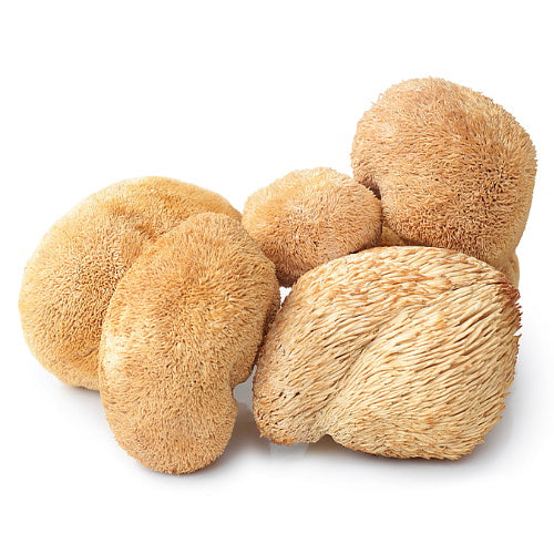 Hericium - Igelstachelbart getrocknete Vitalpilze