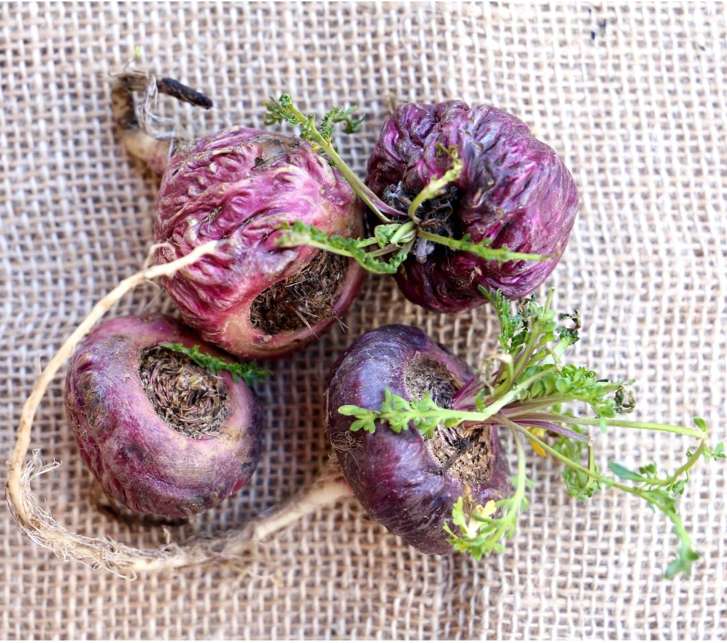 Rotes Maca Pulver aus Peru